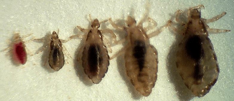 Who are parasites