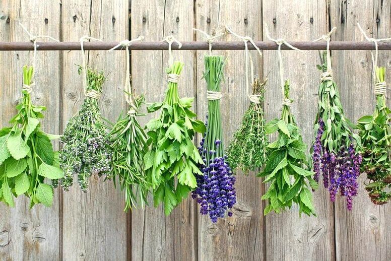 The best herbs against worms and lamblia