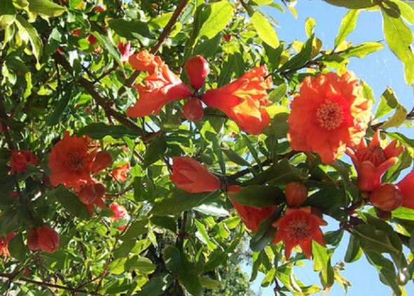Pomegranate tree and its bark for cleansing the body of parasites