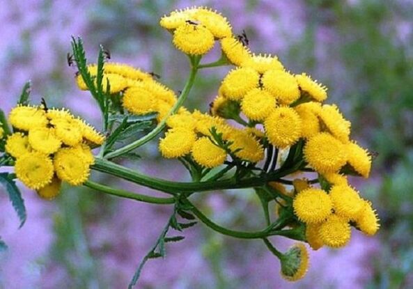 Using tansy to remove parasites from the body