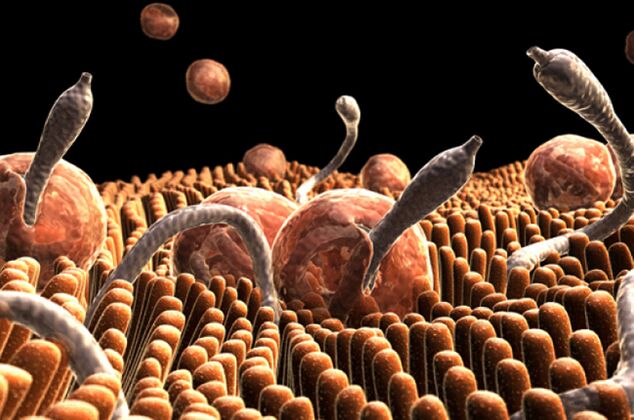 Parasites in the human body