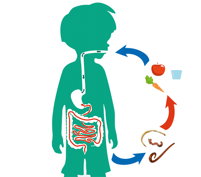 Pathways of infection in humans through parasites
