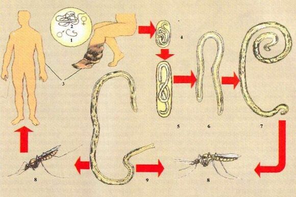 How do parasites get into the human body