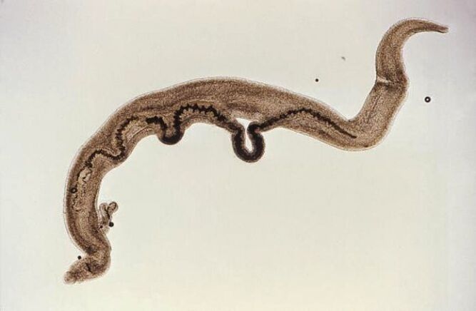 Schistosoma parasite in the body