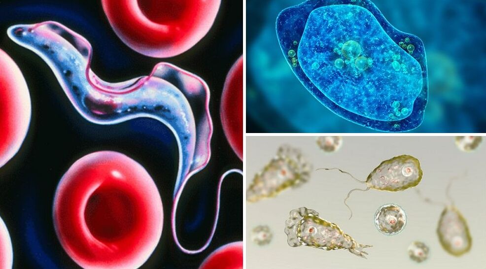 Protozoan parasites of humans