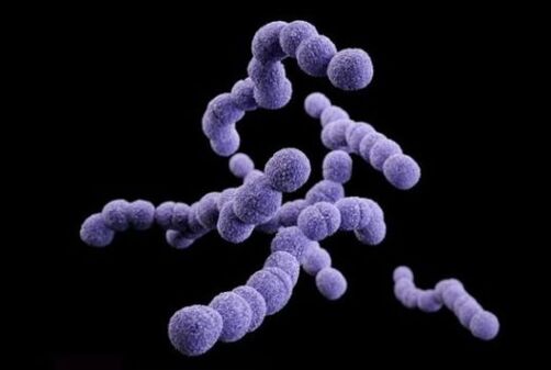 Streptococci